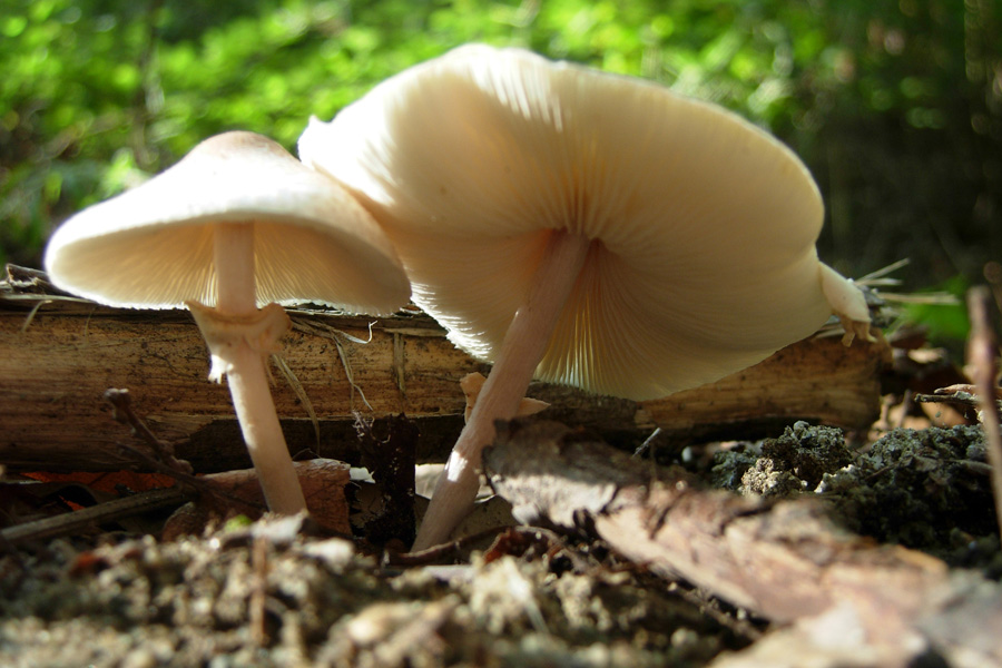 Xerocomus ferrugineus?  Lepiota sp?